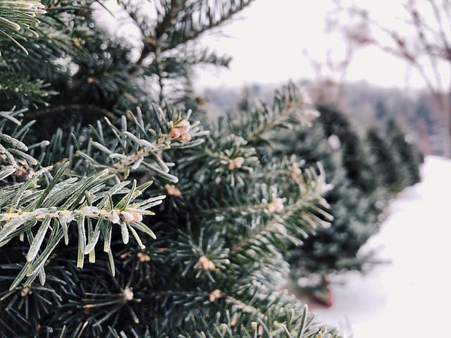 Best Christmas Tree Farms in Ct