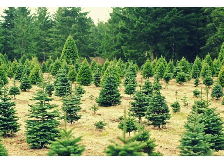 Best Christmas Tree Farms in Omaha